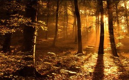 FOREST MORNING