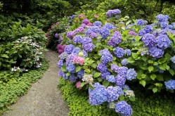 Flower way