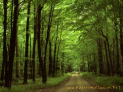 Green ways 2