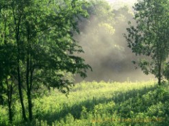 Forest morning 2
