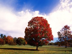Alone Tree