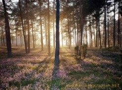 Forest Morning 3
