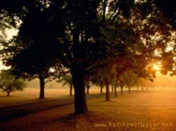 Tree morning