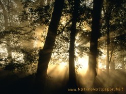 Forest morning 4